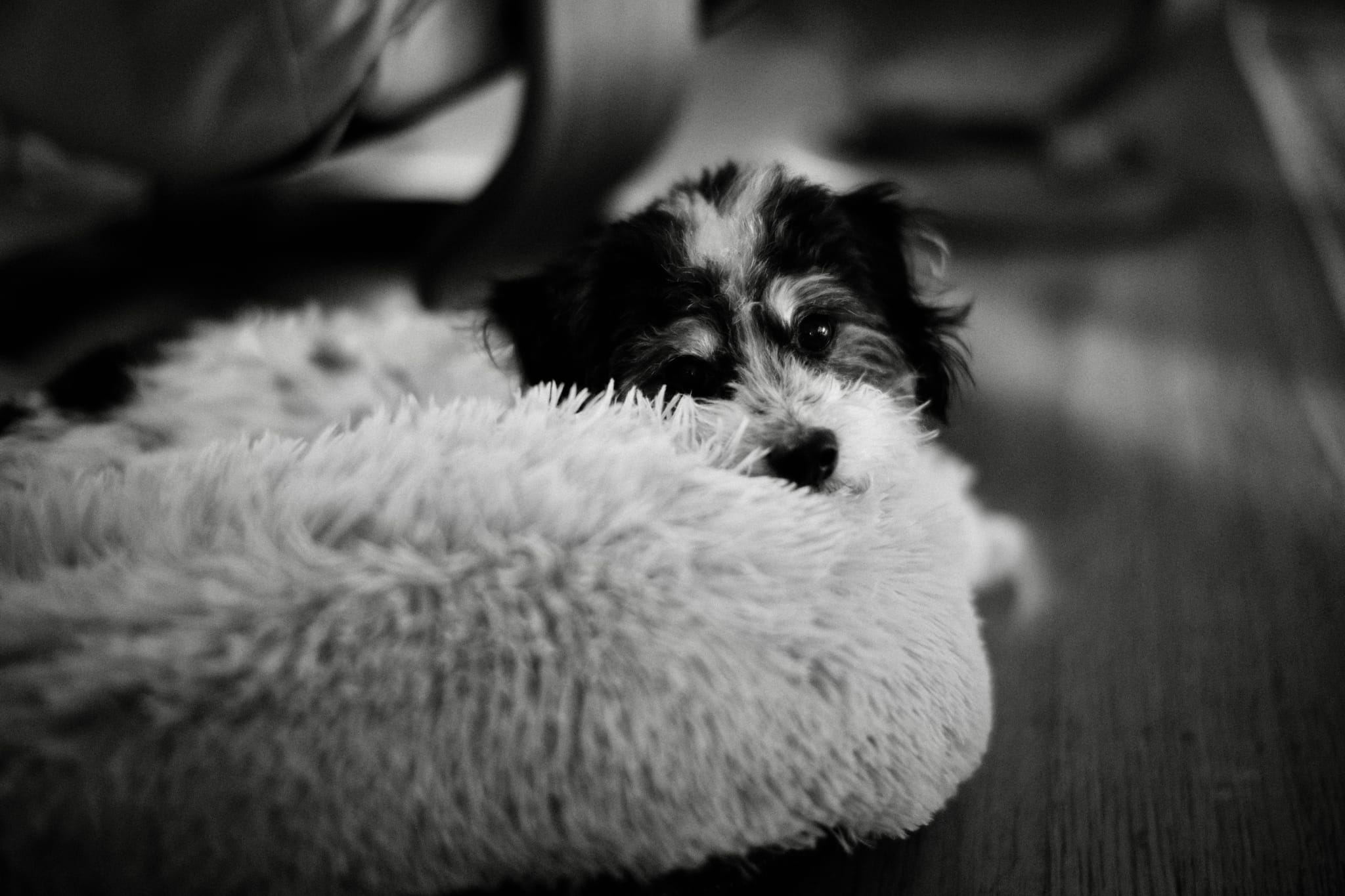A small dog peeks over a fluffy white cushion