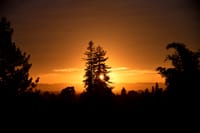 Silhouetted trees stand against a vivid orange sunset glowing along the horizon