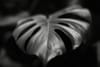 Close-up of a monstera leaf in low-key lighting with a shallow depth of field