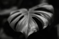 Close-up of a monstera leaf in low-key lighting with a shallow depth of field