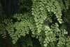 A lush arrangement of green fern leaves with delicate, small leaflets