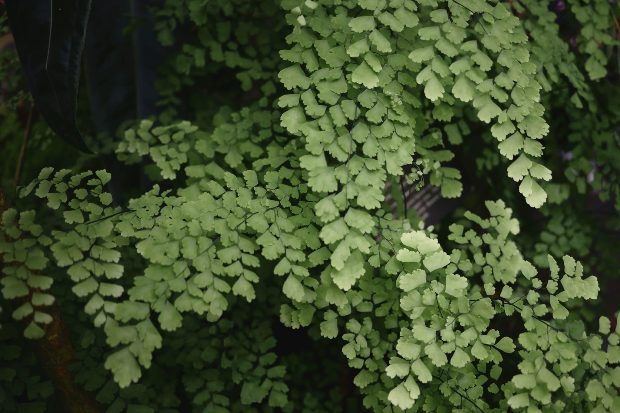 A lush arrangement of green fern leaves with delicate, small leaflets