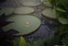 Large lily pads floating on a pond surrounded by lush green foliage