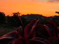 Sunset sky over a silhouetted landscape with a foreground plant silhouette