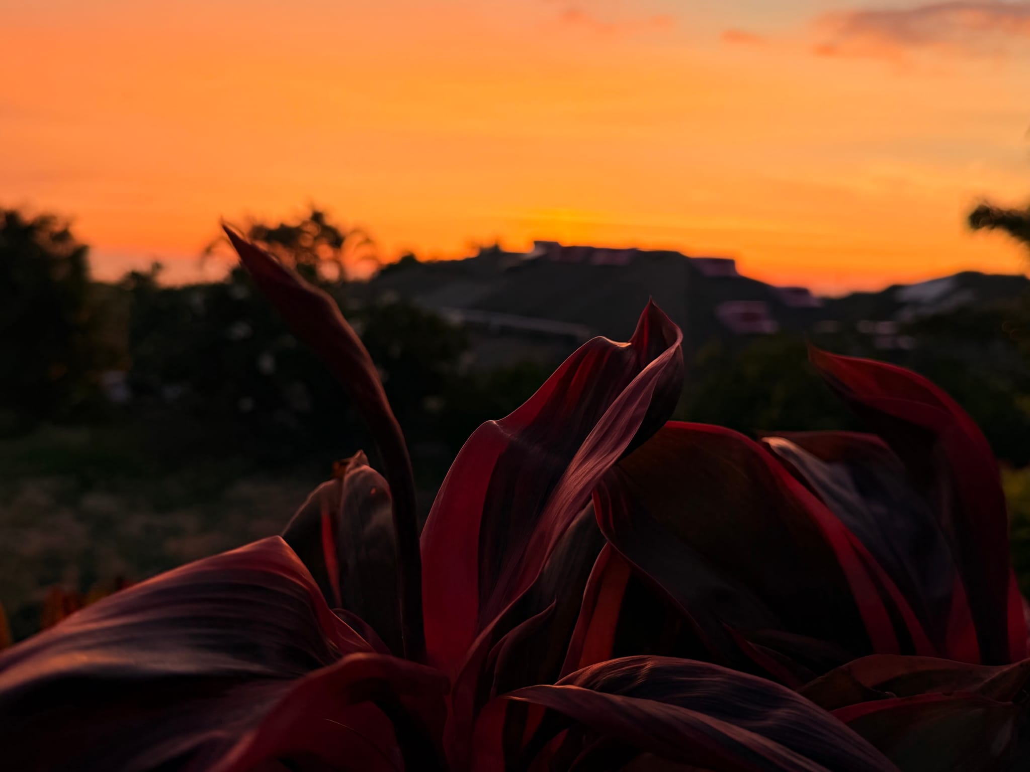 Sunset sky over a silhouetted landscape with a foreground plant silhouette