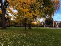 Autumn park scene with maple leaves on a grassy lawn and a red-brick building in the background under a blue sky