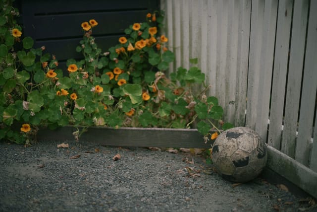 A worn soccer ball rests on a gravel surface near a white wooden fence, with yellow flowers and green foliage in the background