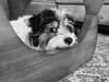 Dog peeks through circular opening in sofa arm