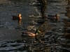 Three ducks, including two male mallards with green heads, swim across rippling, golden-lit water