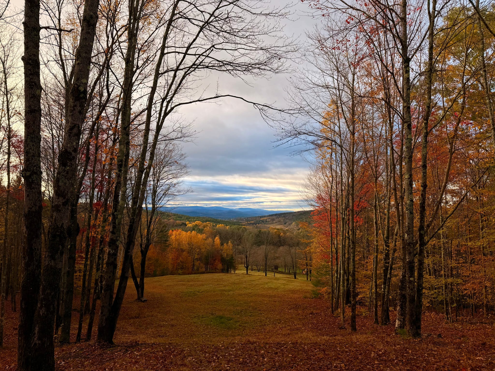 Autumn forest with a grassy clearing leading to distant hills under a cloudy sky