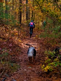 Hiker with backpack leading a dog along a leaf-covered forest path in autumn