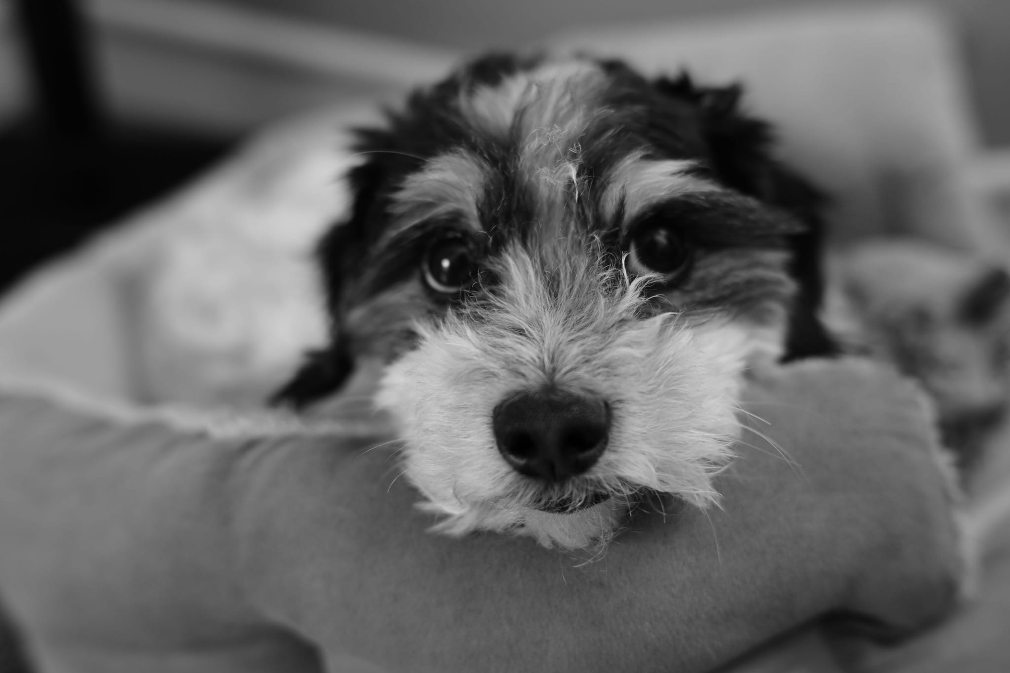 A black and white close-up of a small dog with a fluffy face, resting its head on a soft surface
