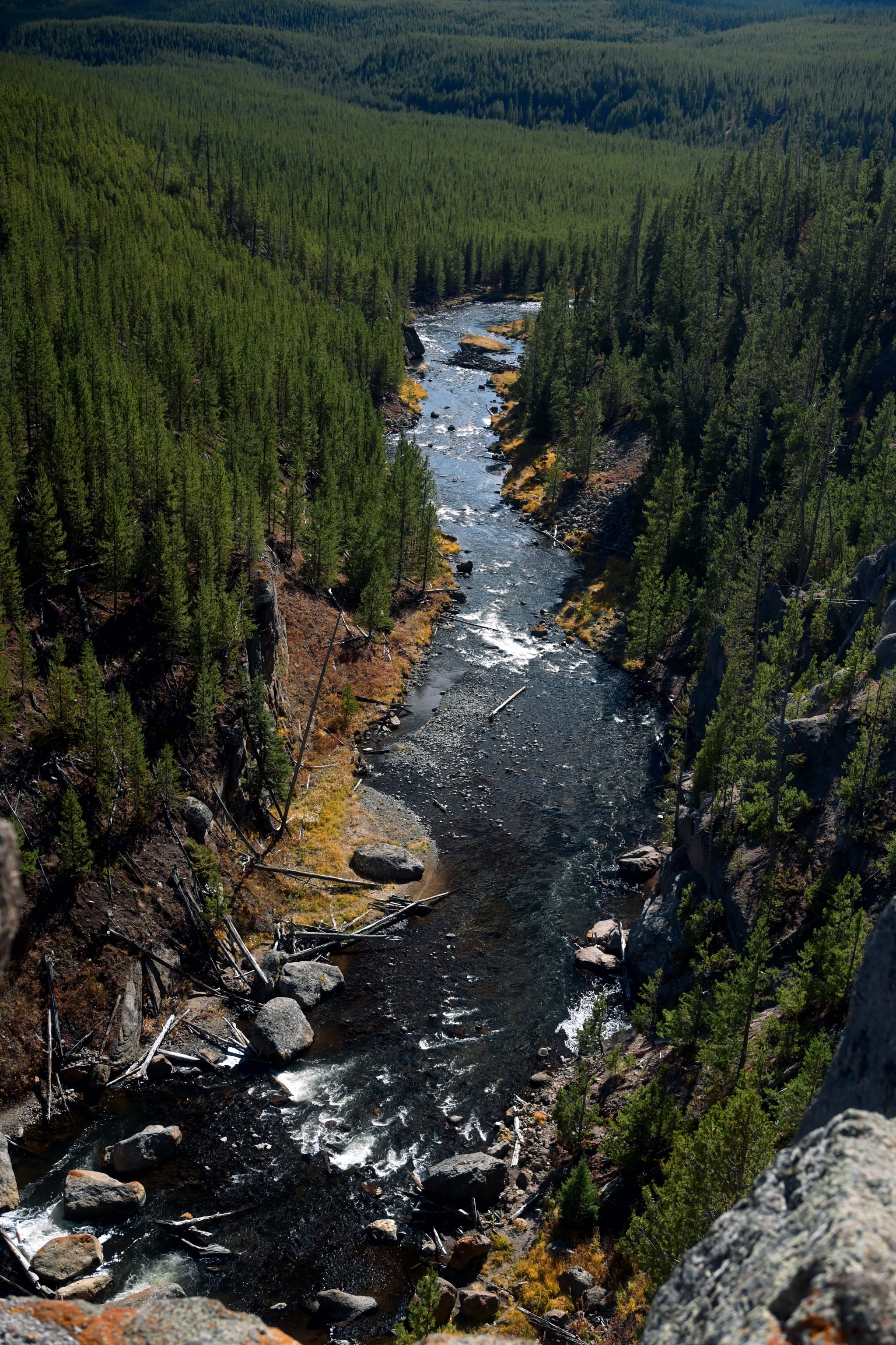 A narrow river with rapids winds through a dense pine forest and rocky canyon, viewed from a high overlook