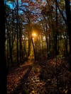 Golden sun filtering through fall foliage, casting long shadows along a leaf-covered woodland trail
