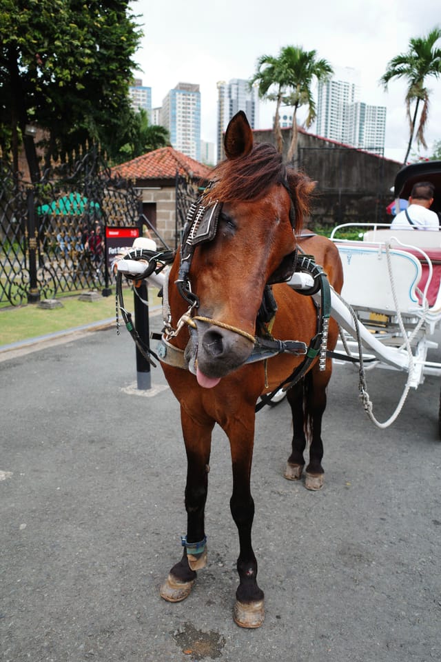 A horse is harnessed to a white carriage on a paved road, with trees and buildings in the background