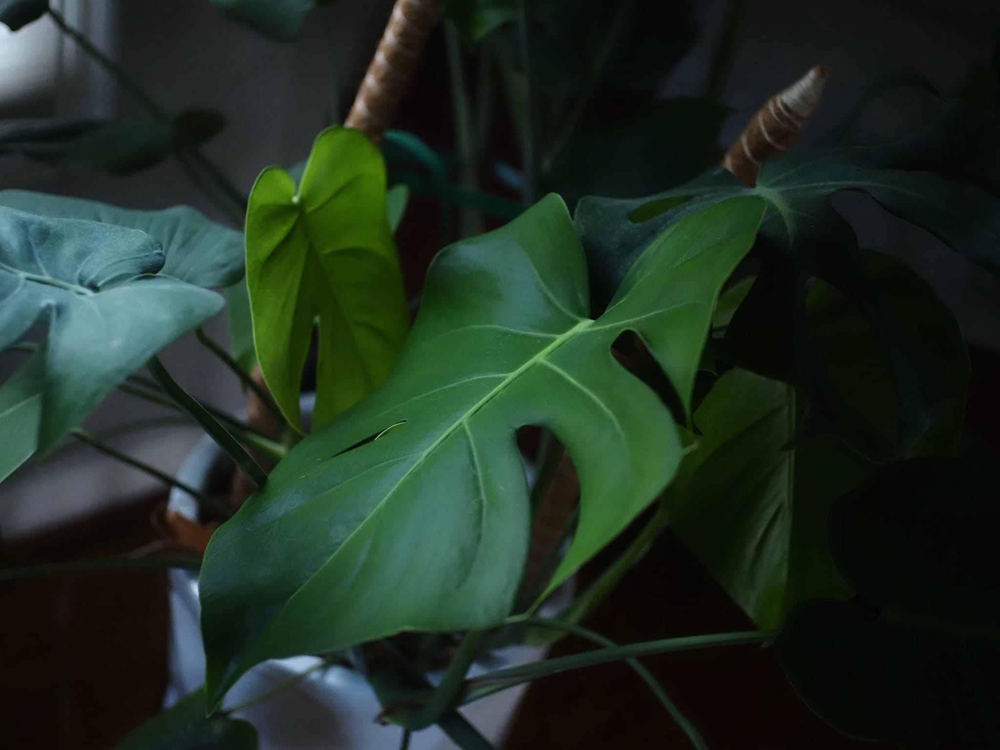 Monstera leaf in pot indoors