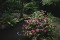 A lush garden scene with a small pond, surrounded by vibrant foliage and various plants, including ferns and flowering bushes