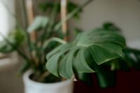 Close-up of monstera leaves in a pot indoors with soft light and a blurred background