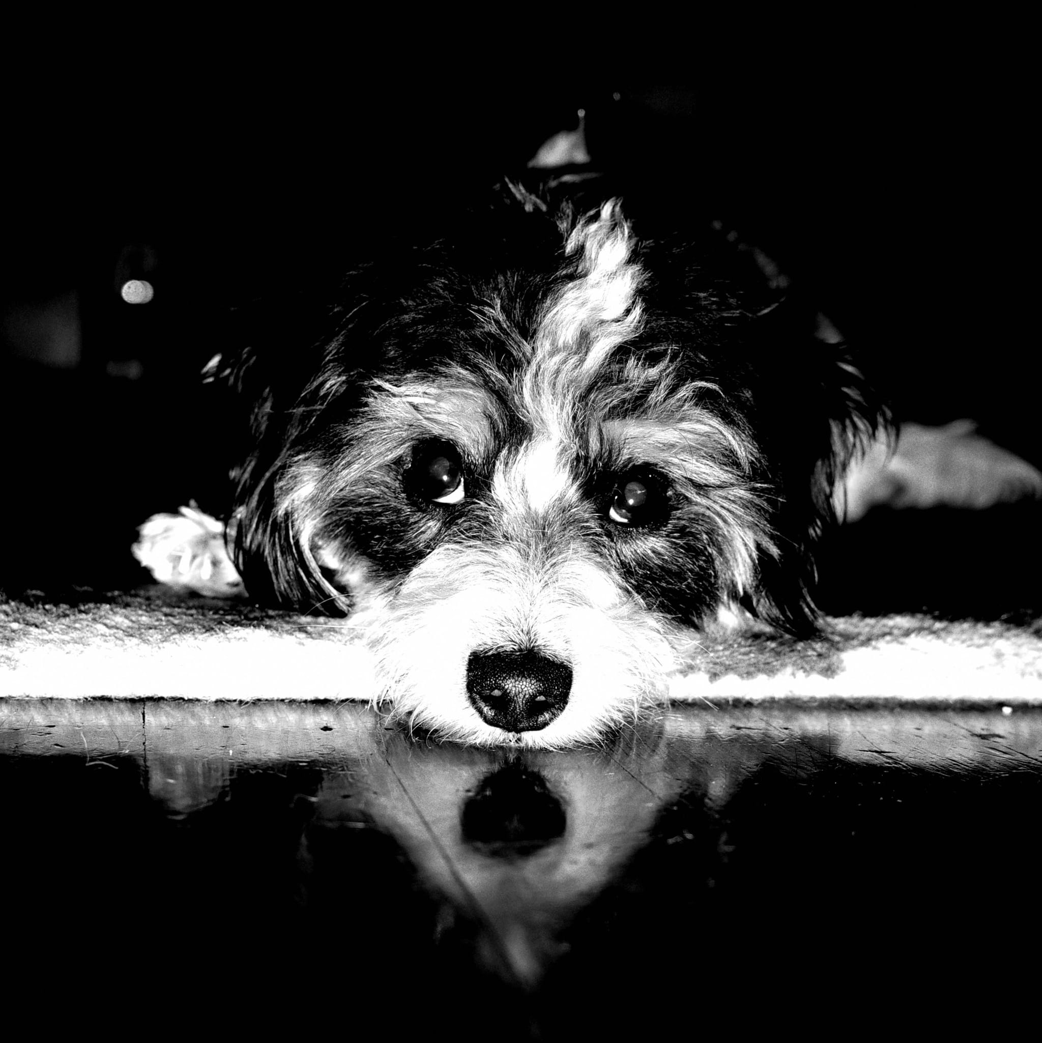 A black and white photo of a dog lying down with its head resting on the floor, reflecting on a shiny surface