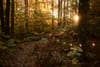 Sunlit autumn forest with a narrow leaf-strewn path lined by small string lights, golden foliage glowing in the evening