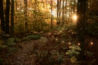 Sunlit autumn forest with a narrow leaf-strewn path lined by small string lights, golden foliage glowing in the evening