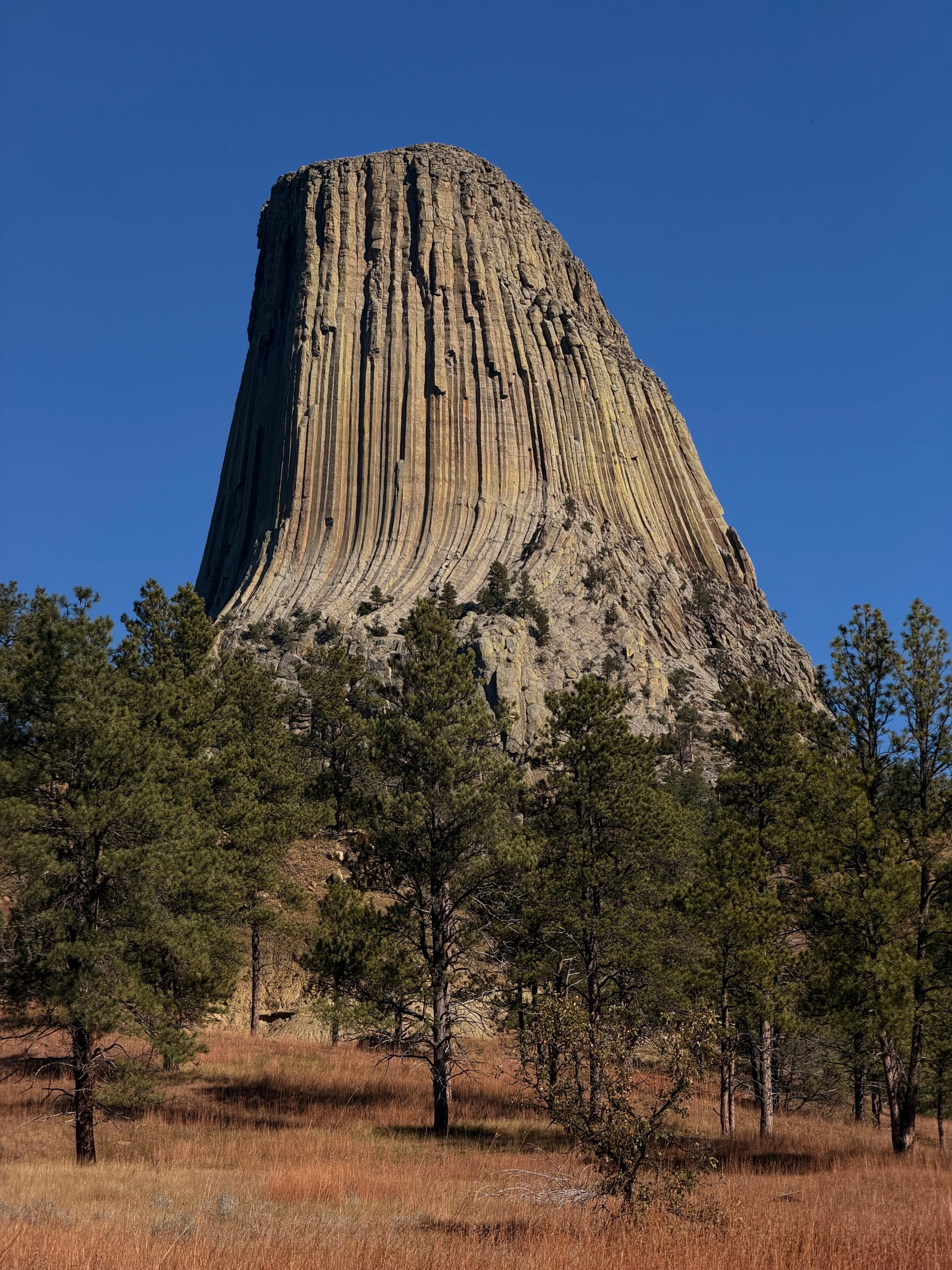 Devils Tower’s massive columnar monolith rising above pine trees under a clear blue sky