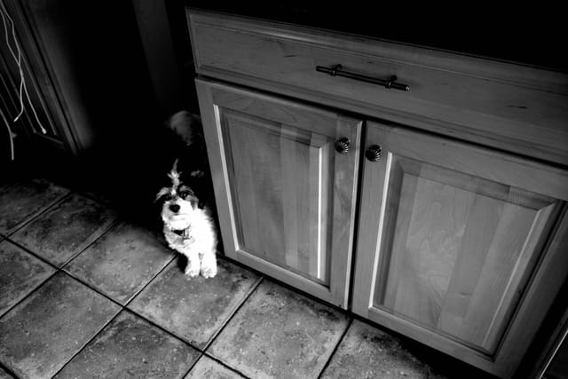 A small dog sits on a tiled floor next to a wooden cabinet, captured in black and white