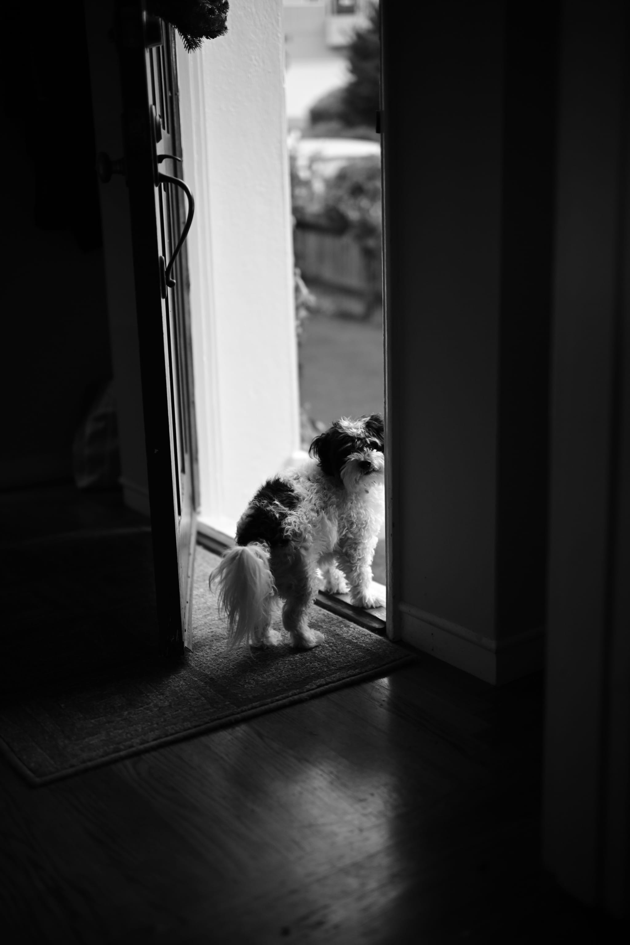 small dog standing in a partially open doorway looking inside from the bright outdoors into a darker interior
