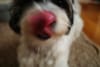 A close-up of a dog with a blurred face, focusing on its tongue sticking out