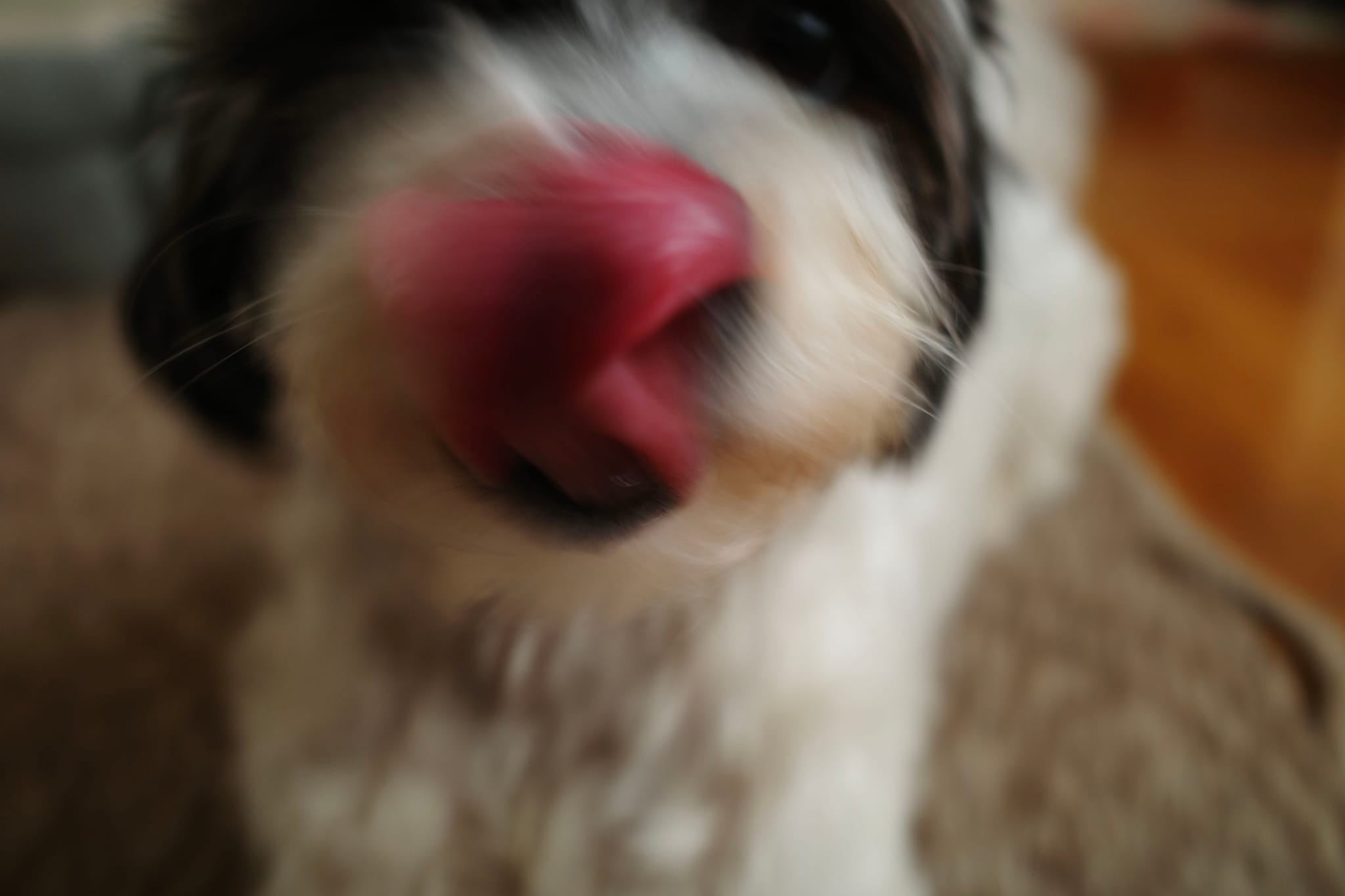 A close-up of a dog with a blurred face, focusing on its tongue sticking out