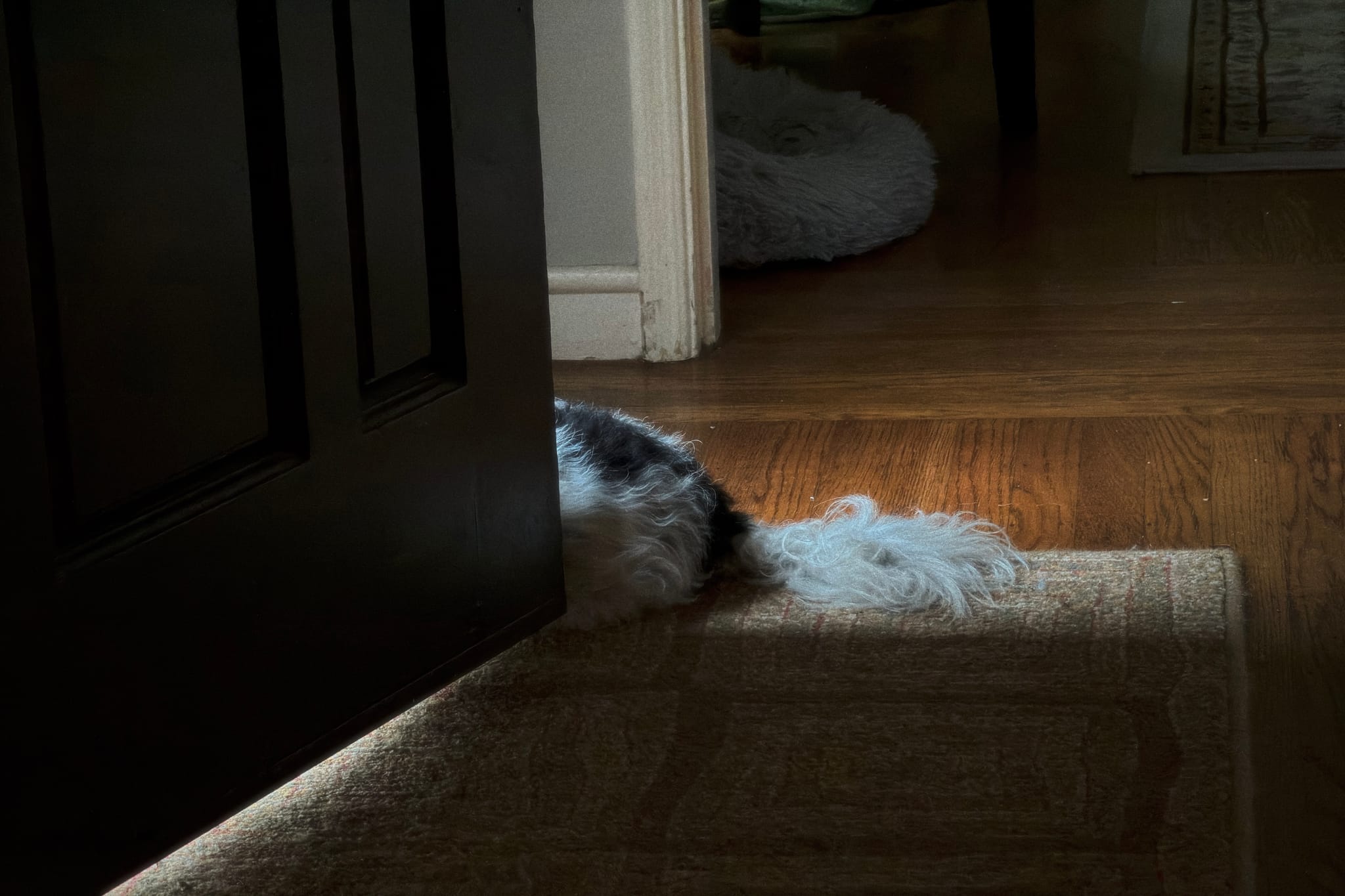 Small dog lying on a sunlit hardwood floor, partially hidden behind a slightly open dark door