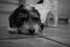 A black and white photo of a small dog lying on a tiled floor, looking intently at the camera