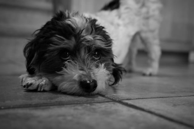 A black and white photo of a small dog lying on a tiled floor, looking intently at the camera