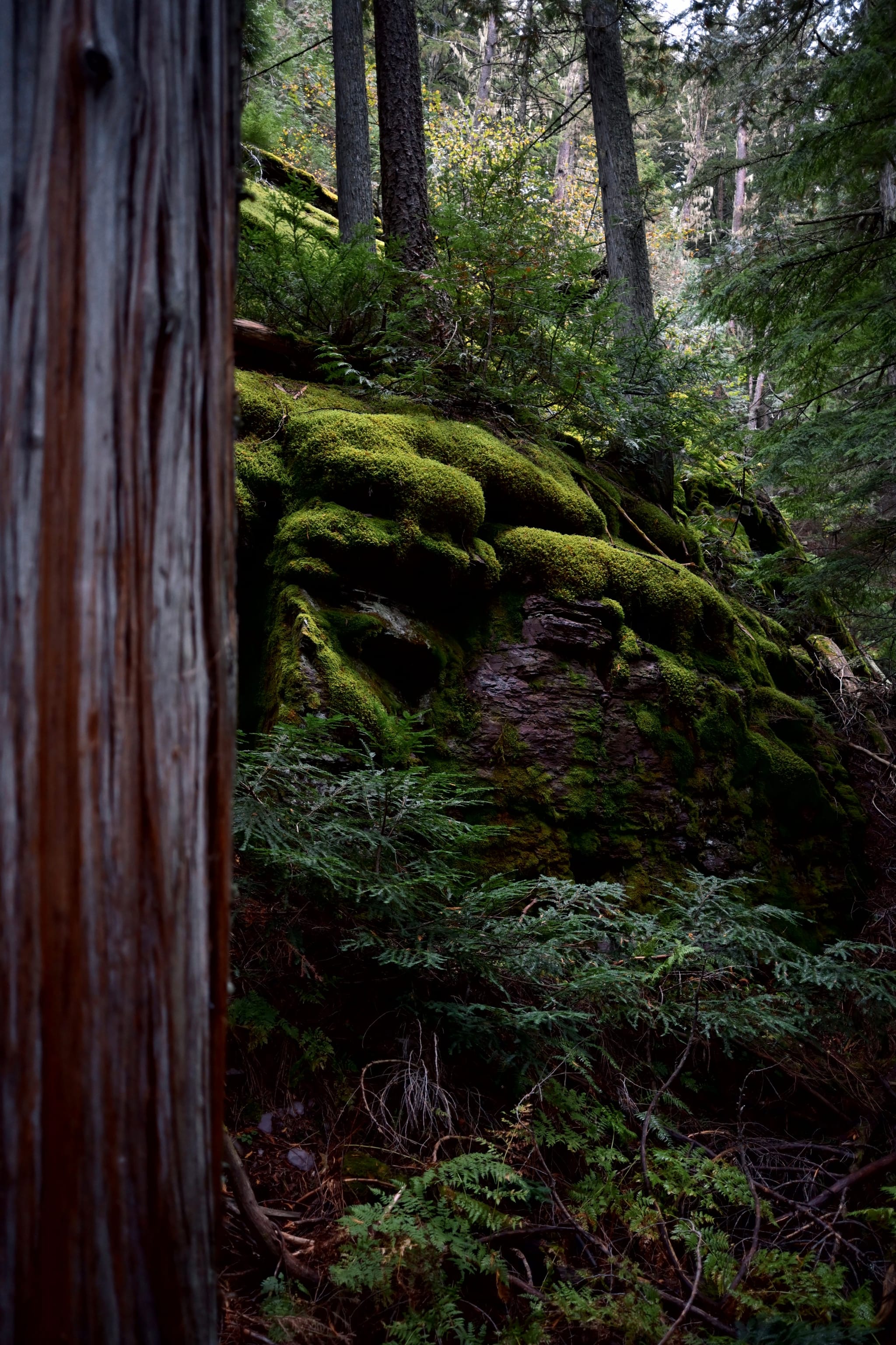 Shaded forest with a moss-covered boulder and ferns, framed by a tall tree trunk on the left