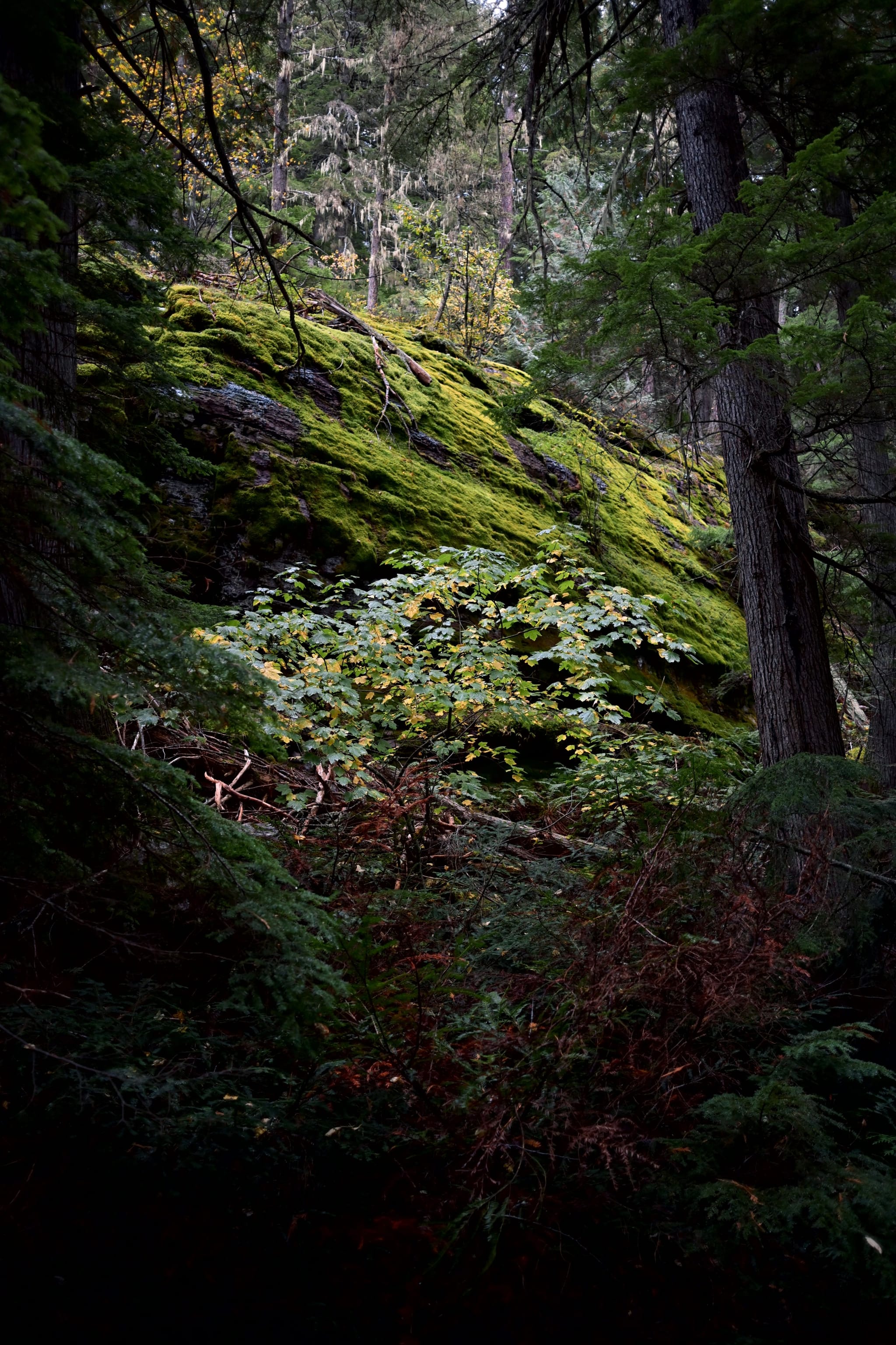Moss-covered rock slope in a dense, shaded forest with ferns and tall conifers