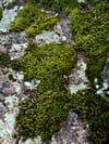Green moss and pale lichen growing in irregular patches across rough stone