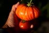 A hand holding two tomatoes, one large and ribbed, the other smaller and smooth, against a dark background