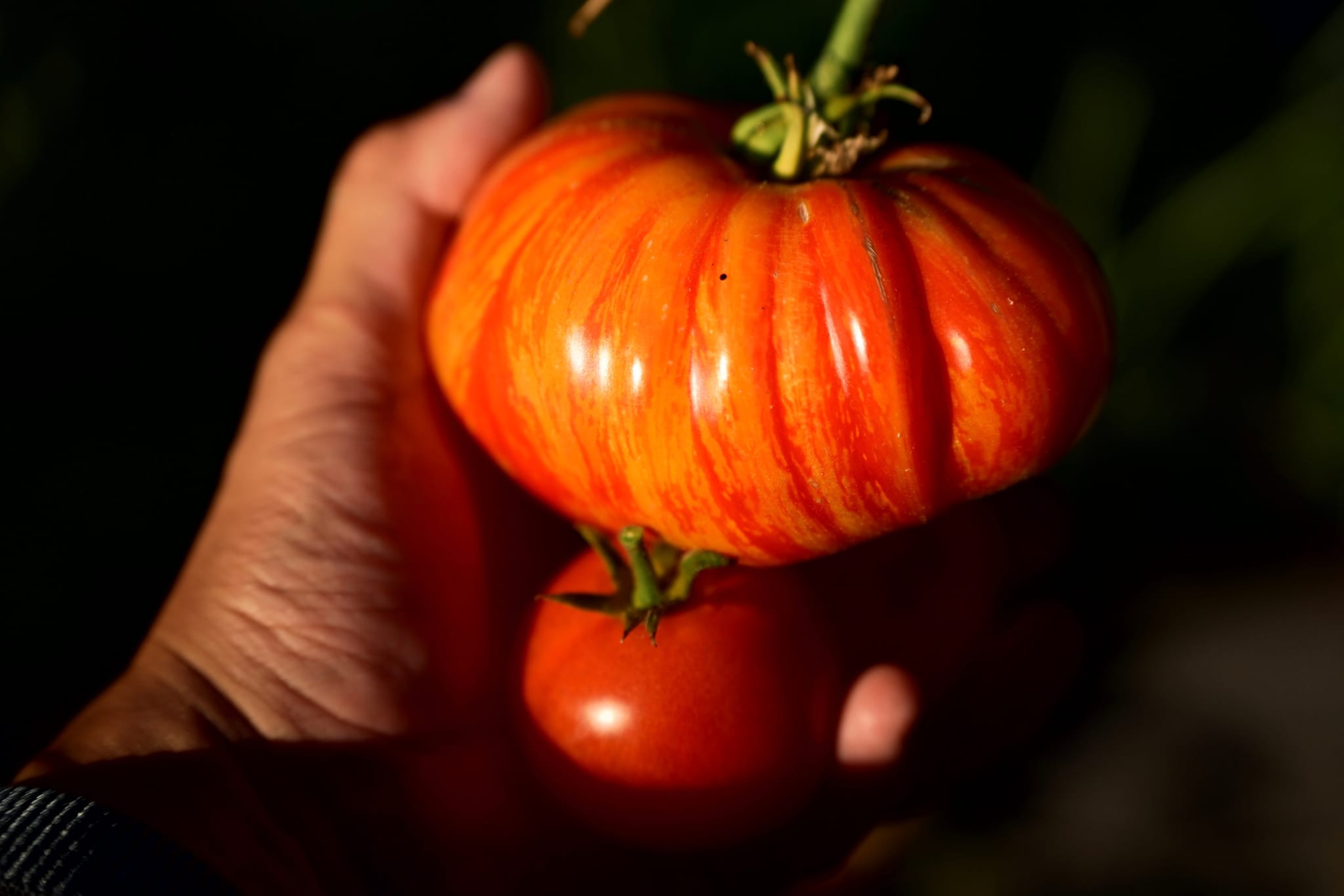 A hand holding two tomatoes, one large and ribbed, the other smaller and smooth, against a dark background