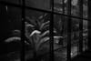A black and white scene of a greenhouse or conservatory with large tropical plants behind a glass wall, creating a reflective and moody atmosphere