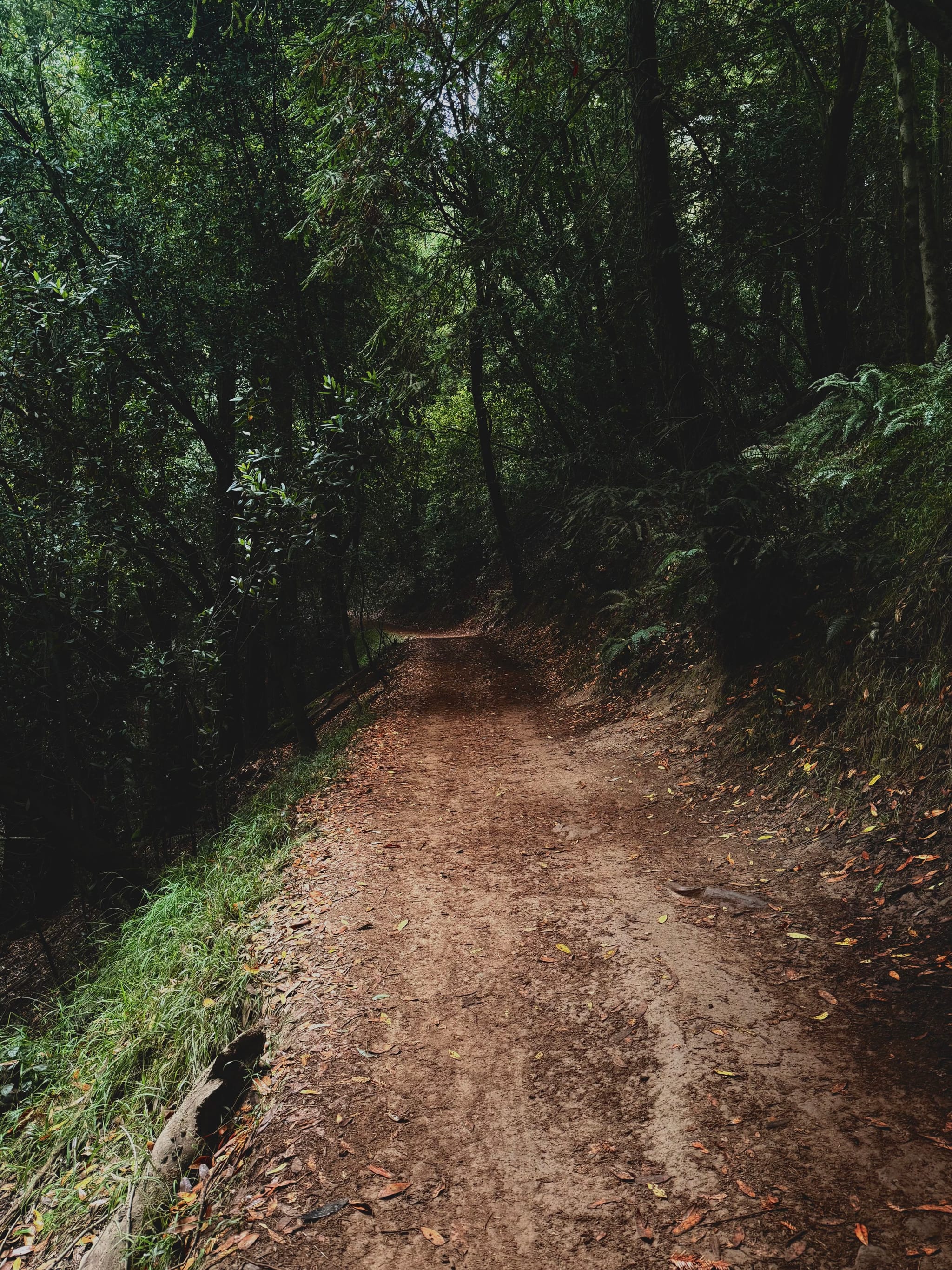 A winding dirt trail cutting through a dense, shaded forest