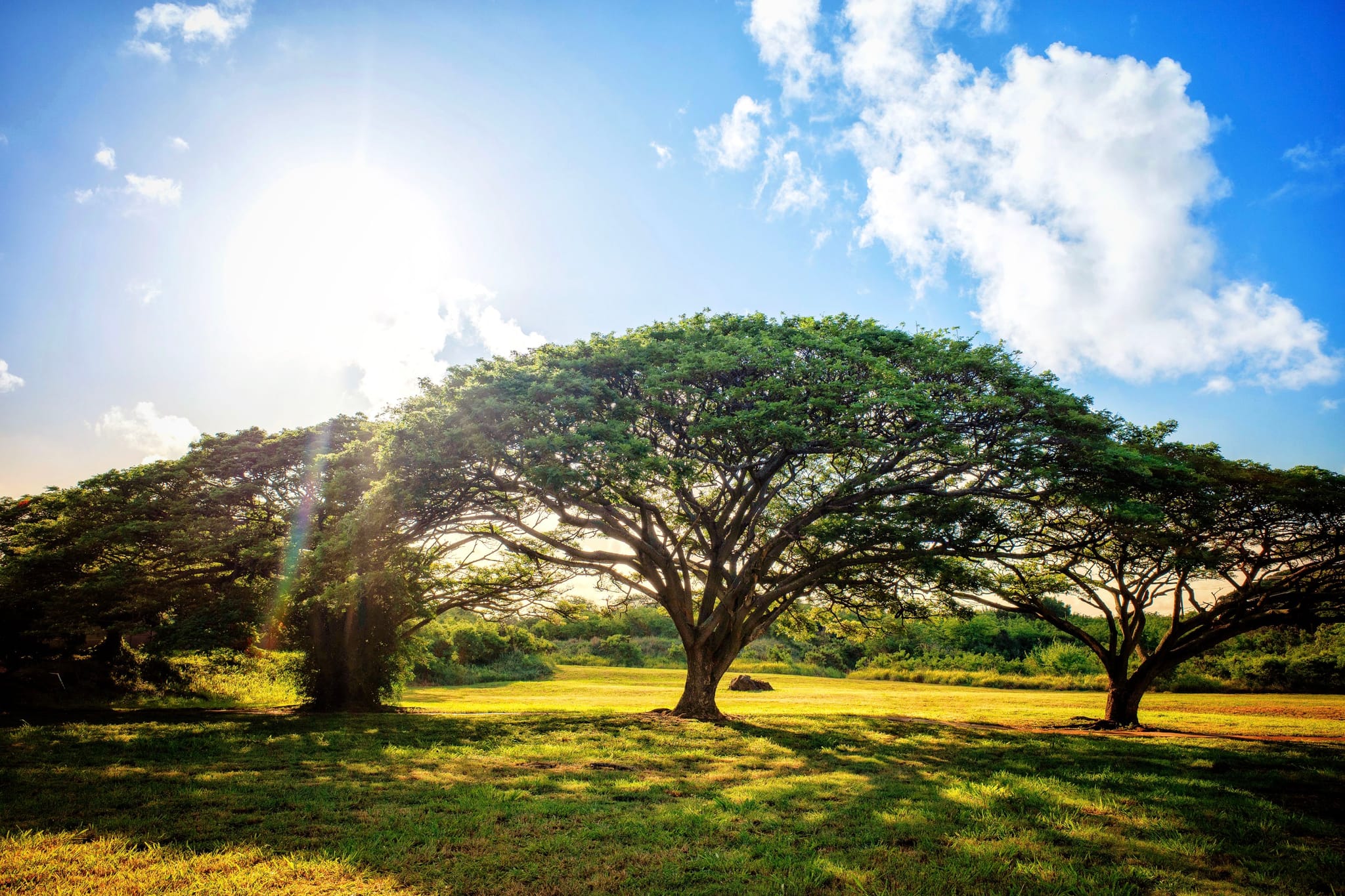 A sunny landscape with two large, spreading trees casting shadows on a grassy field, under a blue sky with scattered clouds