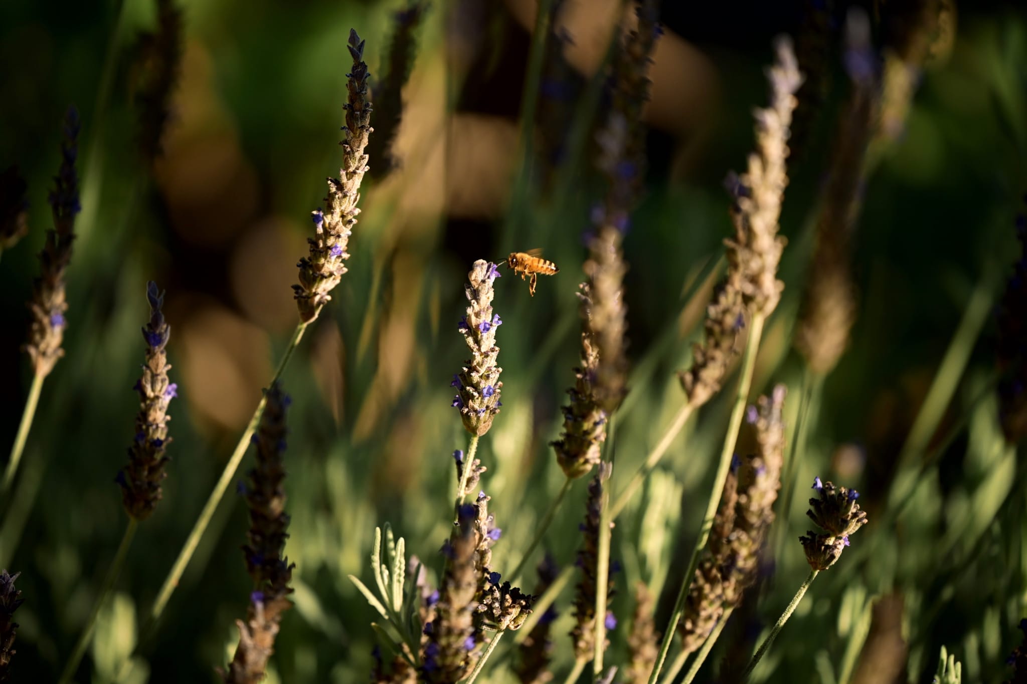 A bee hovering near lavender flowers in a sunlit garden