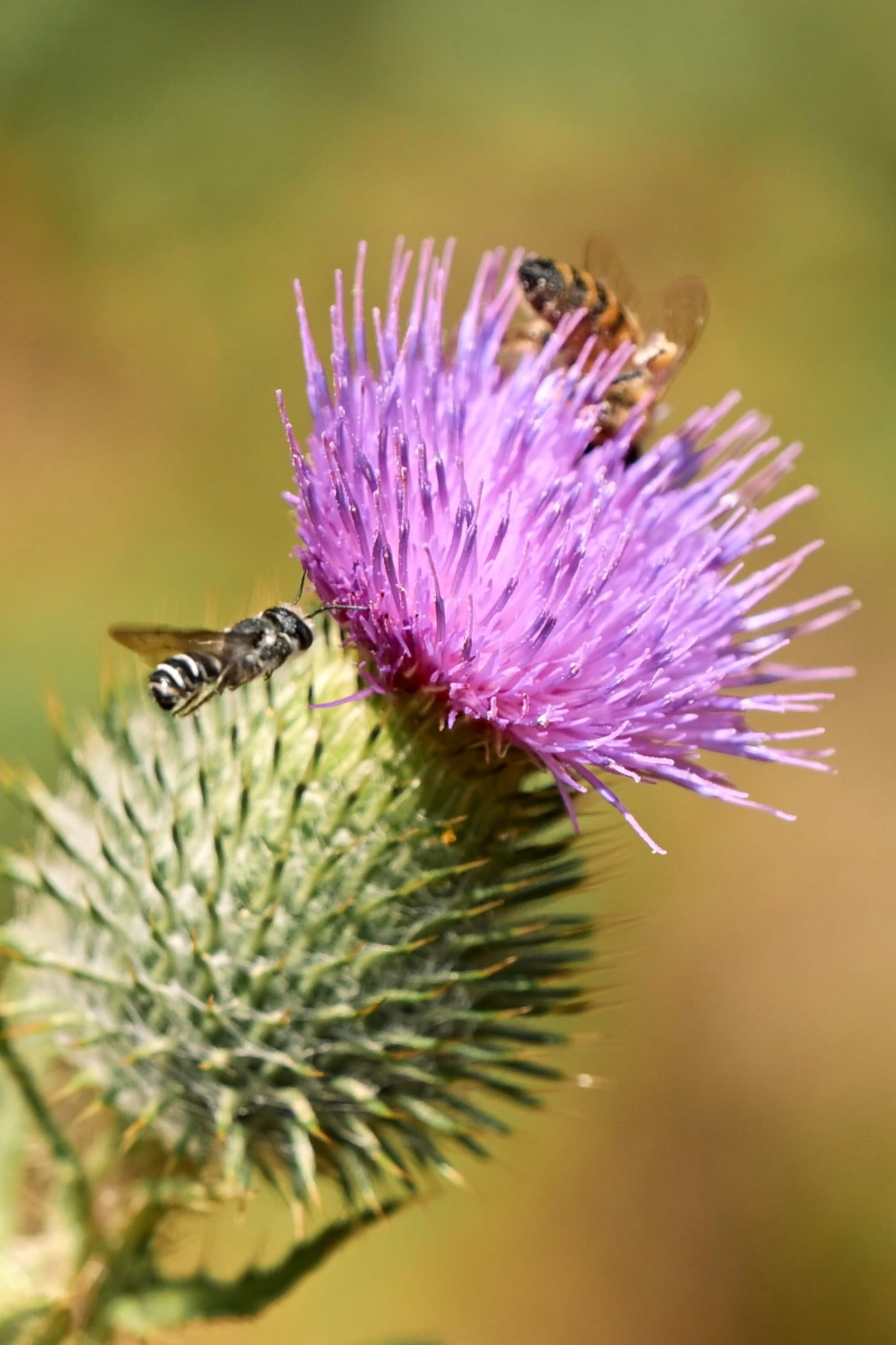 A vibrant purple thistle flower with two bees collecting nectar