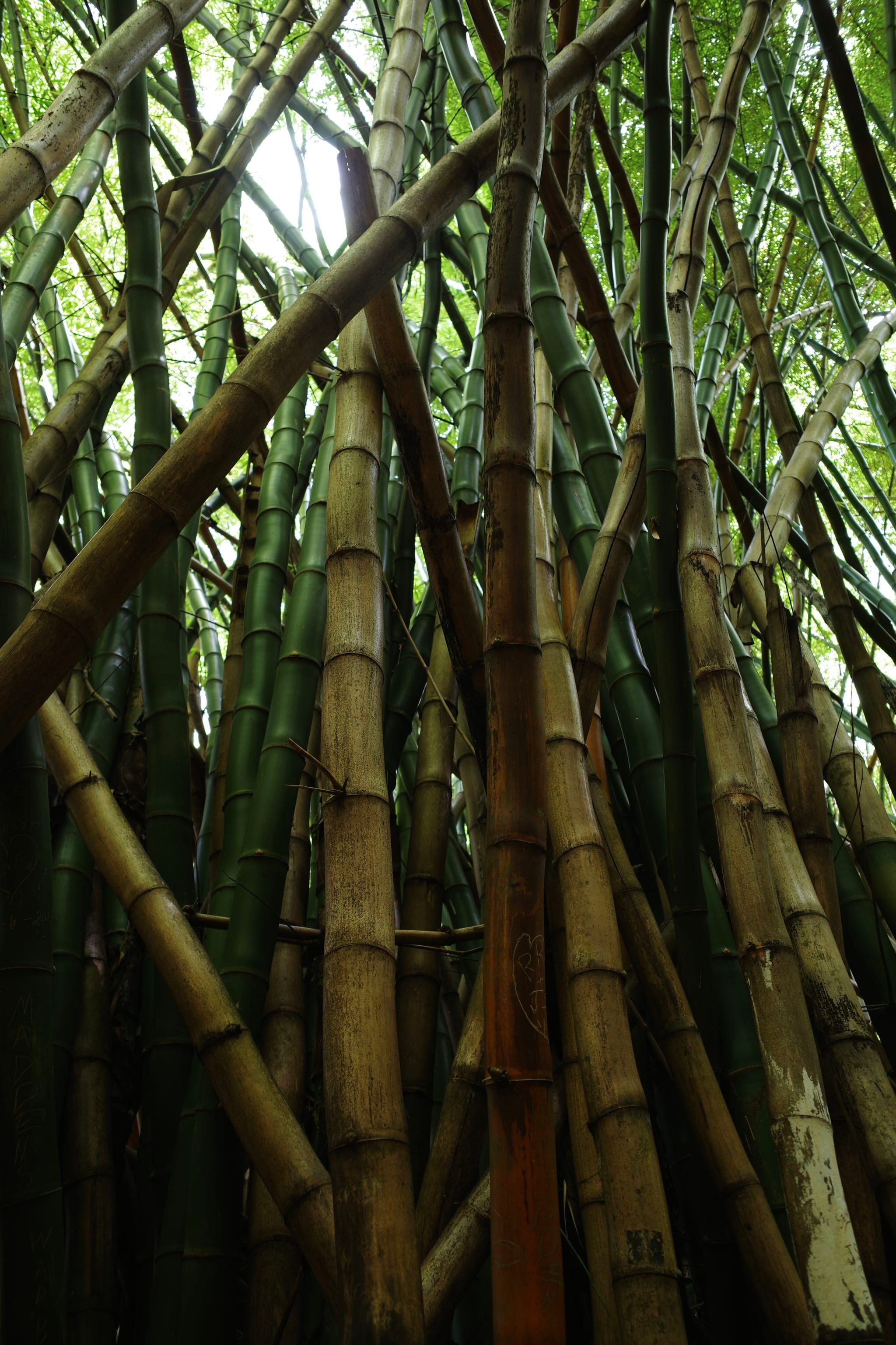 Dense bamboo forest with tall, slender stalks reaching upwards, surrounded by lush green foliage