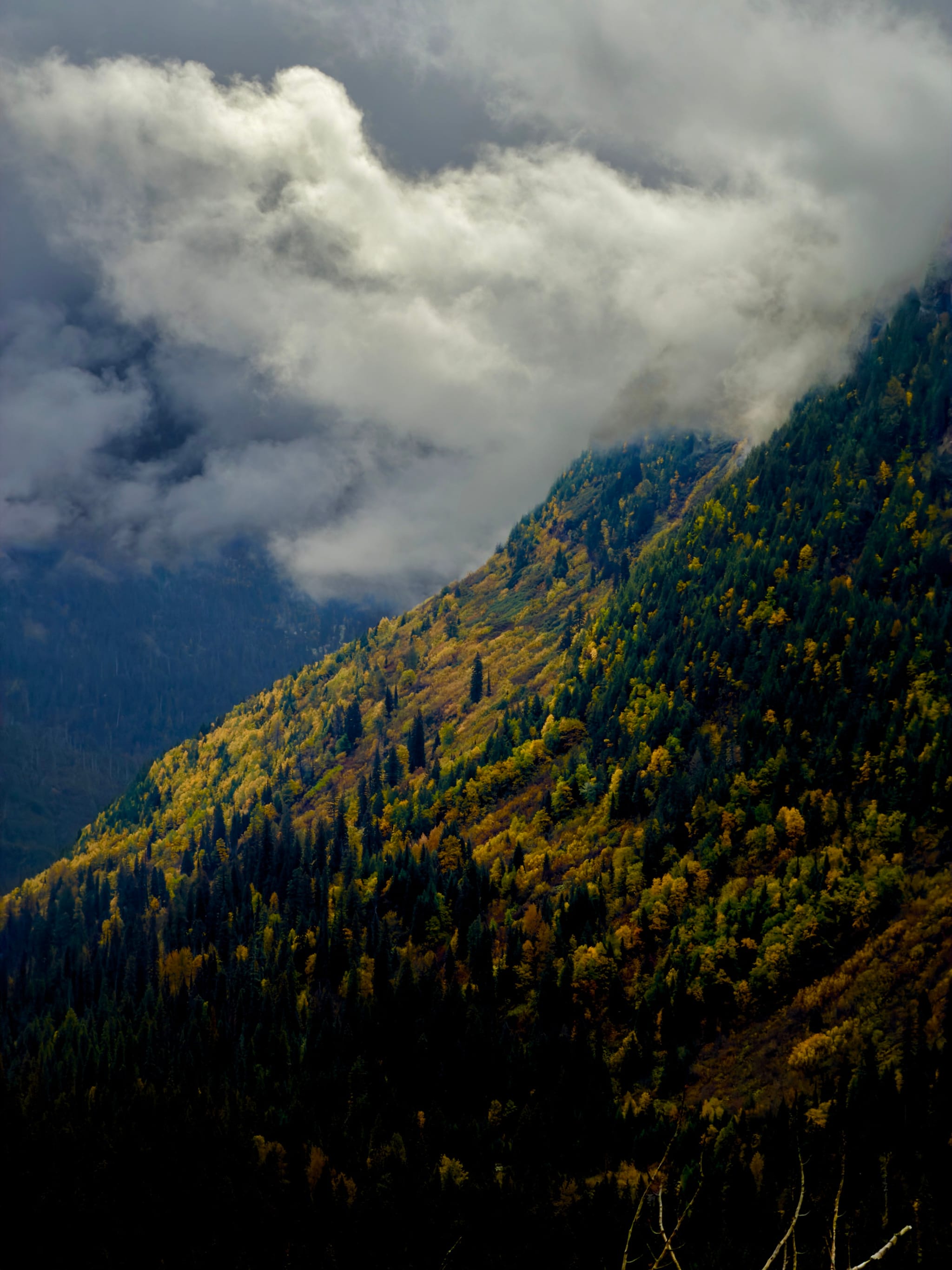 Sunlit, forested mountain slope with low clouds rolling over a shadowed valley