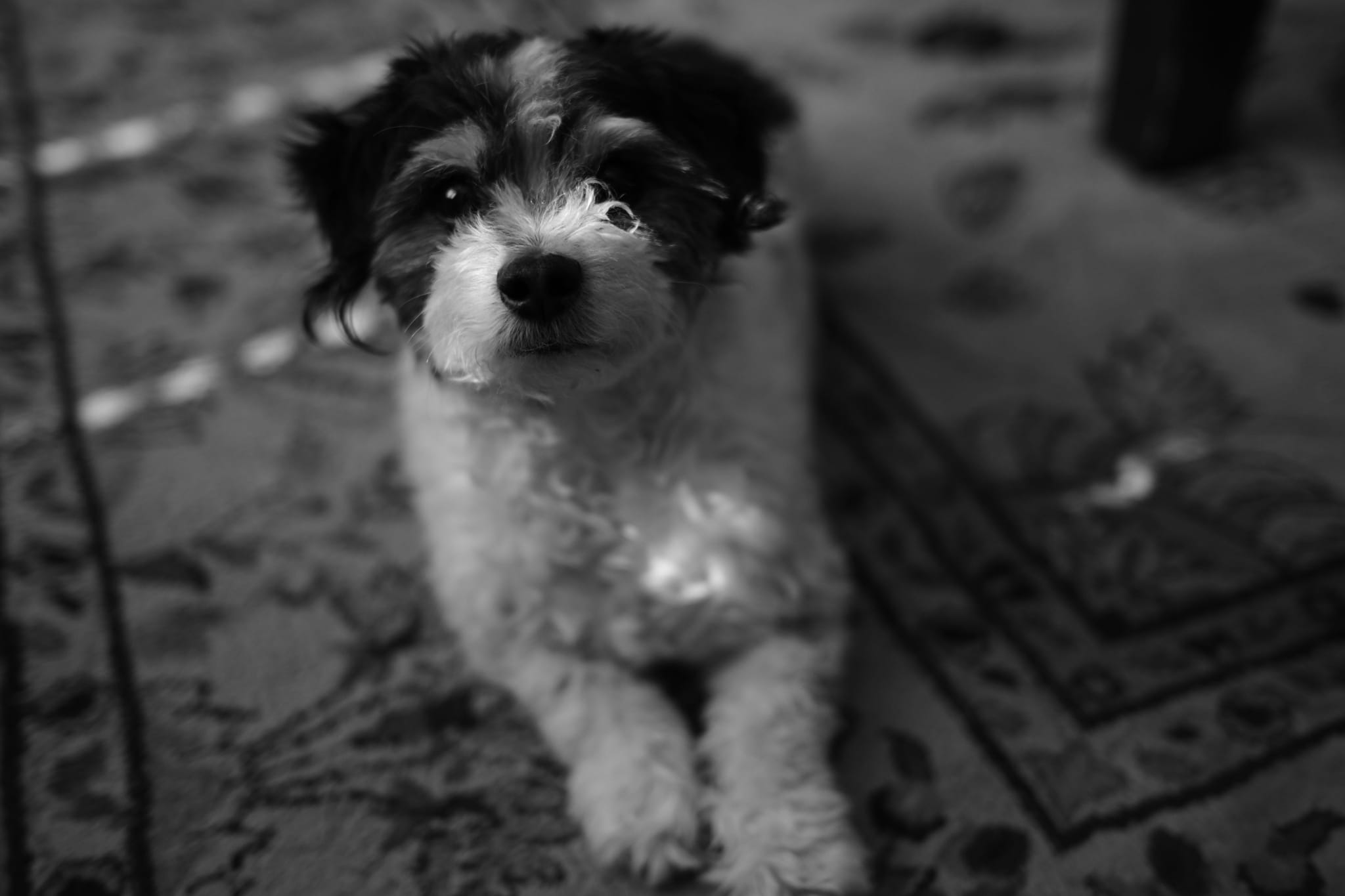 A small, fluffy dog lying on a patterned rug in a black and white setting