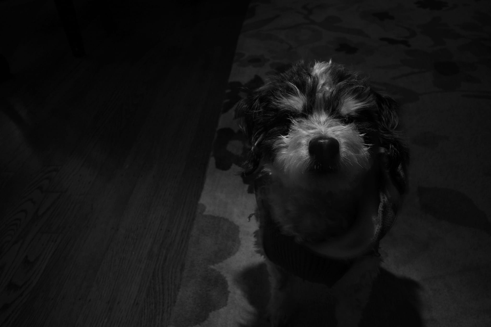 A black and white image of a dog standing on a patterned floor, with a shadowy background