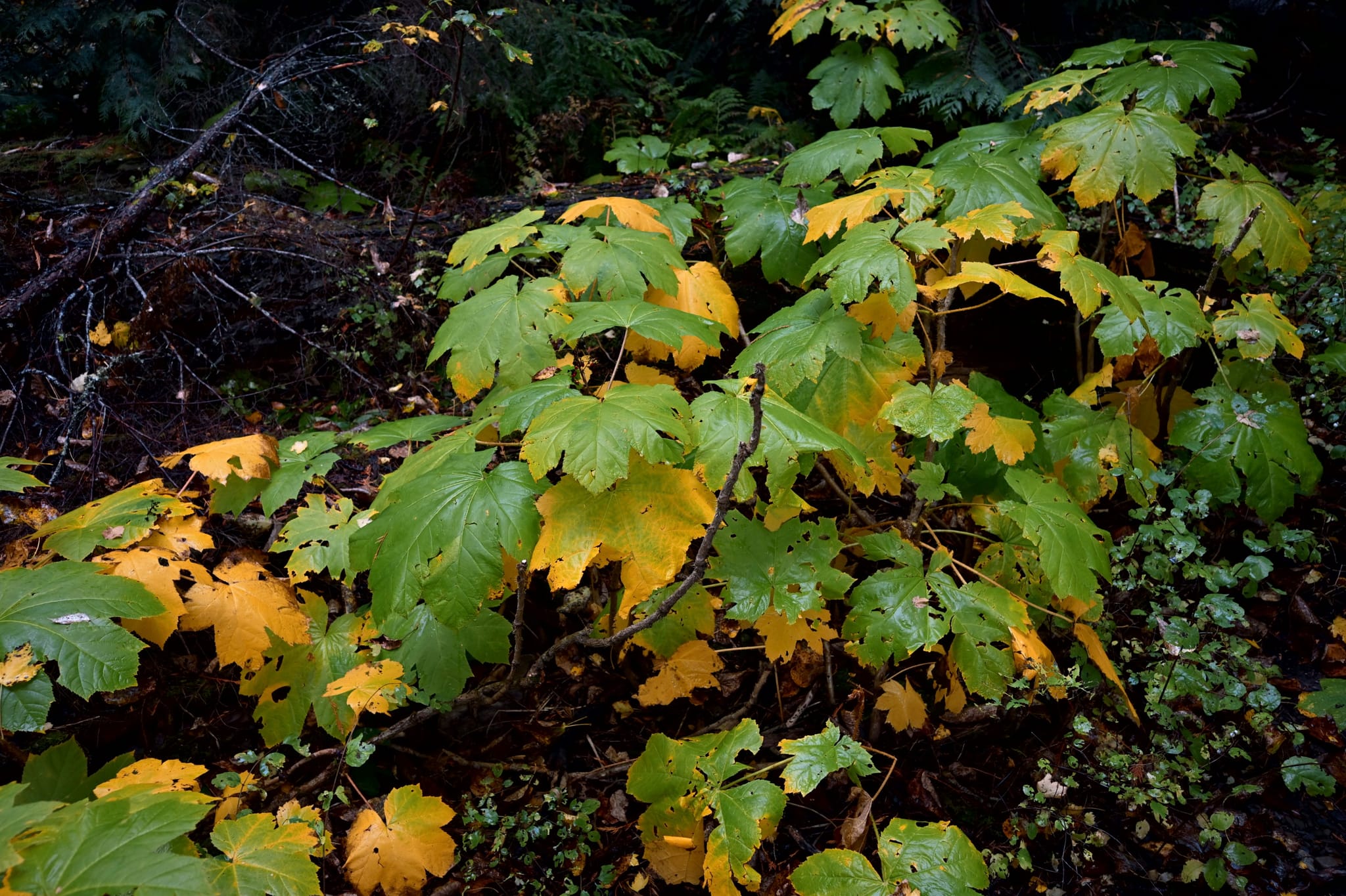 Green and yellow autumn leaves on a forest shrub against a dark woodland background