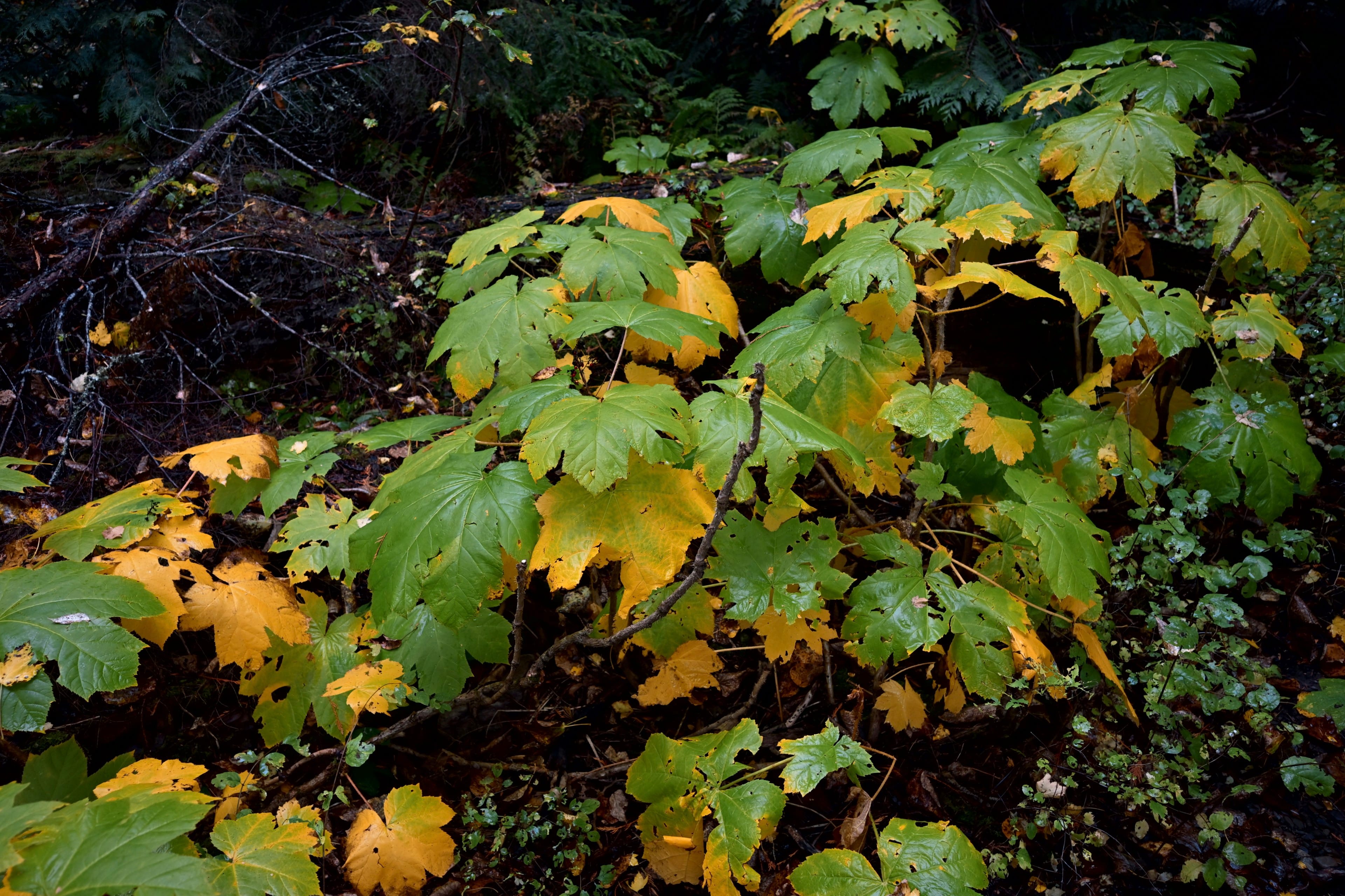 Green and yellow autumn leaves on a forest shrub against a dark woodland background