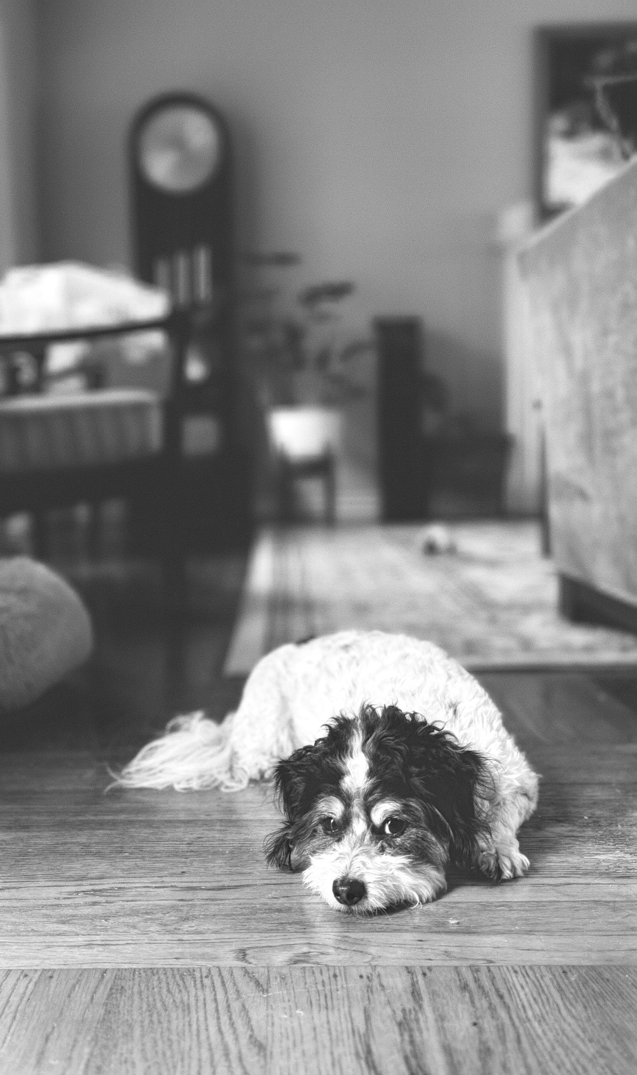 A small fluffy dog lies flat on a wooden floor, looking at the camera in a black‑and‑white shot of a cozy living room with a blurred grandfather clock and furniture in the background